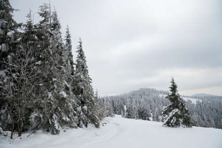 Carpathian mountains, Ukraine. Beautiful winter landscape. The forrest ist covered with snow.の写真素材
