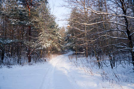 winter landscape, nature covered with snow at winter sunsetの写真素材