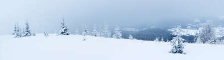 Spruce Tree Forest Covered by Snow in Winter Landscape.の写真素材