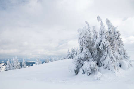 Carpathian mountains, Ukraine. Trees covered with hoarfrost and snow in winter mountains - Christmas snowy backgroundの写真素材