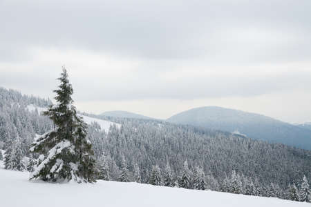 Carpathian mountains, Ukraine. Beautiful winter landscape. The forrest ist covered with snow.の写真素材