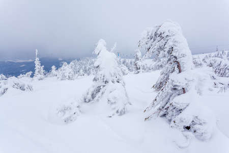 Frozen snow-covered fir forest after snowfall and gray sky in haze at winter day. Carpathian Mountains, Ukraineの写真素材