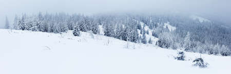 Spruce Tree Forest Covered by Snow in Winter Landscape.の写真素材