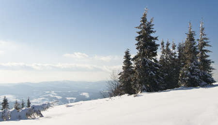Carpathian mountains, Ukraine. Wonderful snow-covered firs against the backdrop of mountain peaks. Panoramic view of the picturesque snowy winter landscape. Gorgeous and quiet sunny day.の写真素材