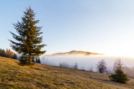 Landscape in the mountains in the fog. Carpathian mountains. The tops of trees sticking out of the fog.の写真素材
