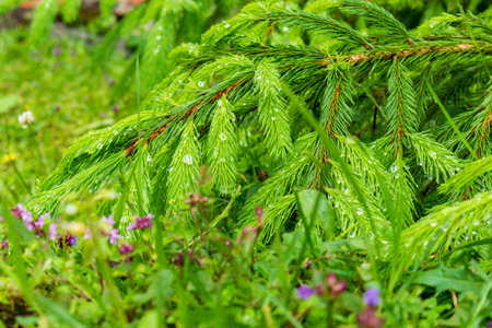 Macro of blue spruce twig, spruce buds. Fresh growing fir twig sprouts, spruce branch are on coniferous blurred background.の写真素材