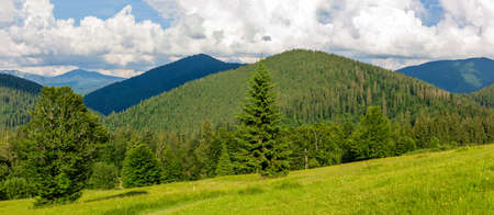 Beautiful nature and wonderful landscape with lush green forests and vegetation in the Synevyr valley of the Carpathian mountains in Ukraine. Fresh green meadows and blooming wildflowers.の写真素材