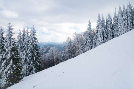 View from the top of mountain on forest in frost and low cloud.の写真素材