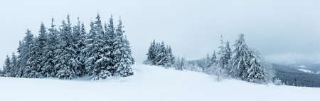 Spruce Tree Forest Covered by Snow in Winter Landscape.の写真素材
