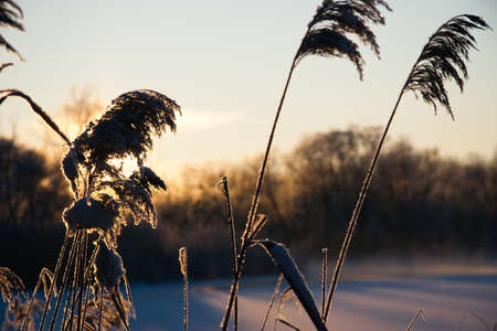 Photo the snow-covered river did not freeze in winter.The river flows in winter. Snow on the...