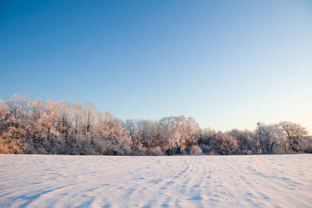 Winter atmospheric landscape with frost-covered dry plants during snowfall. Winter Christmas backgroundの写真素材