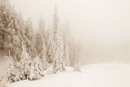 Snow covered fir trees on the background of mountain peaks. Panoramic view of the picturesque snowy winter landscape.の写真素材