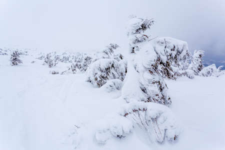 Frozen snow-covered fir forest after snowfall and gray sky in haze at winter day. Carpathian Mountains, Ukraineの写真素材