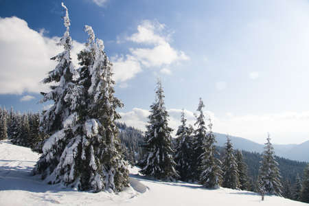 Carpathian mountains, Ukraine. Wonderful snow-covered firs against the backdrop of mountain peaks. Panoramic view of the picturesque snowy winter landscape. Gorgeous and quiet sunny day.の写真素材