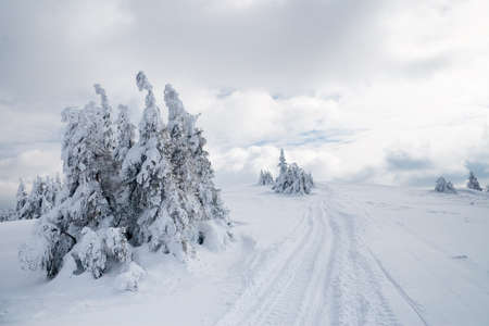 Carpathian mountains, Ukraine. Trees covered with hoarfrost and snow in winter mountains - Christmas snowy backgroundの写真素材