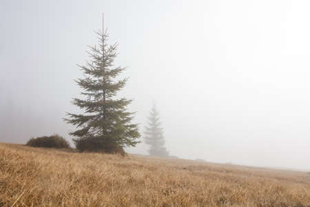 Landscape in the mountains in the fog. Carpathian mountains. The tops of trees sticking out of the fog.の写真素材
