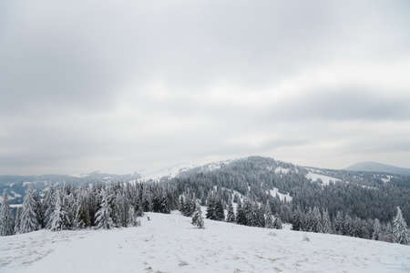 Carpathian mountains, Ukraine. Beautiful winter landscape. The forrest ist covered with snow.の写真素材