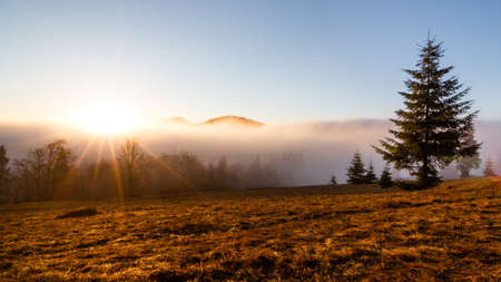 Landscape in the mountains in the fog. Carpathian mountains. The tops of trees sticking out of the fog.の写真素材