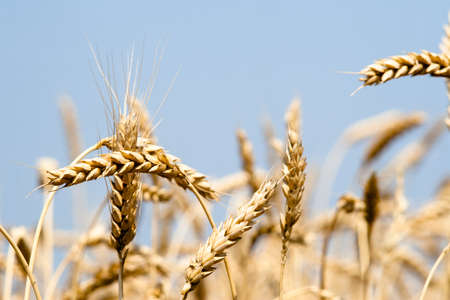 Kharkiv, Ukraine. Rye field. Ripe grain spikelets. Cover crop and a forage crop. Blue sky background. Agricultural concept. Gramineaeの写真素材