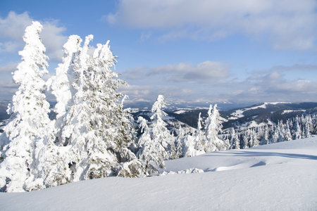 Carpathian mountains, Ukraine. Wonderful snow-covered firs against the backdrop of mountain peaks. Panoramic view of the picturesque snowy winter landscape. Gorgeous and quiet sunny day.の写真素材