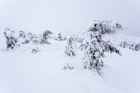 Frozen snow-covered fir forest after snowfall and gray sky in haze at winter day. Carpathian Mountains, Ukraineの写真素材