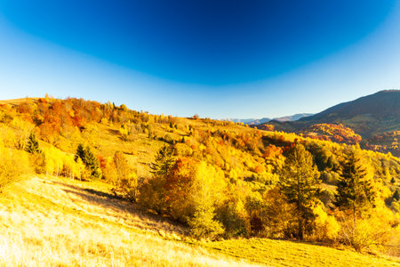 Ukraine. The picturesque trees are dressed up in beautiful colors. The suns rays breaking through the autumn multi-colored leaf paint everything with magical light. Carpathian autumn forest.の写真素材