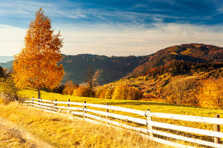 Panoramic view of Ukraine countryside, lonely windy tree, rolling hills and green fields at sunset. Carpathians, Synevyr pass.の写真素材