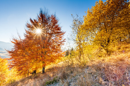 Autumn day Ukrainian Carpathians colorful trees, with the sun shining haze gentle rays with spectacular lighting effects. beech birch is very beautiful on the background of blue mountainsの写真素材