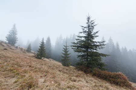 Landscape in the mountains in the fog. Carpathian mountains. The tops of trees sticking out of the fog.の写真素材