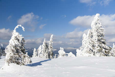 Carpathian mountains, Ukraine. Wonderful snow-covered firs against the backdrop of mountain peaks. Panoramic view of the picturesque snowy winter landscape. Gorgeous and quiet sunny day.の写真素材