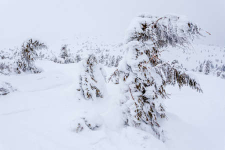 Frozen snow-covered fir forest after snowfall and gray sky in haze at winter day. Carpathian Mountains, Ukraineの写真素材