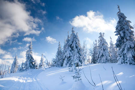 Carpathian mountains, Ukraine. Wonderful snow-covered firs against the backdrop of mountain peaks. Panoramic view of the picturesque snowy winter landscape. Gorgeous and quiet sunny day.の写真素材