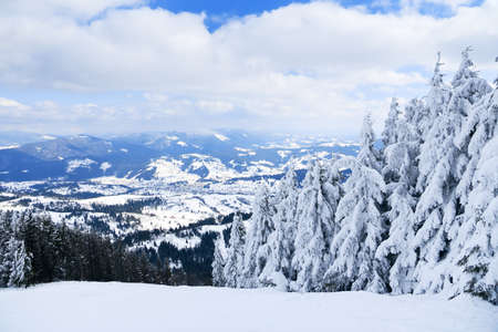 Carpathian mountains, Ukraine. Wonderful snow-covered firs against the backdrop of mountain peaks. Panoramic view of the picturesque snowy winter landscape. Gorgeous and quiet sunny day.の写真素材