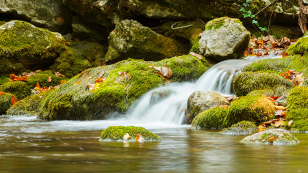 Summer day forest stream water with motion blur wavesの写真素材