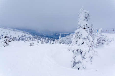 Frozen snow-covered fir forest after snowfall and gray sky in haze at winter day. Carpathian Mountains, Ukraineの写真素材