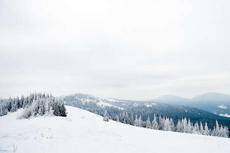 Carpathian mountains, Ukraine. Beautiful winter landscape. The forrest ist covered with snow.の写真素材