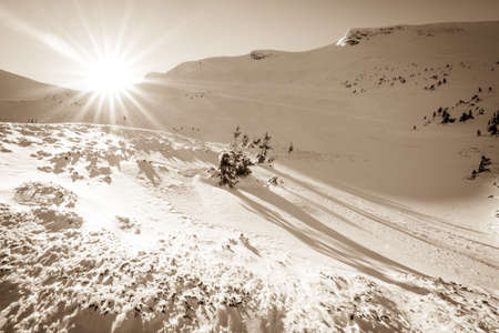 Snow covered fir trees on the background of mountain peaks. Panoramic view of the picturesque snowy...