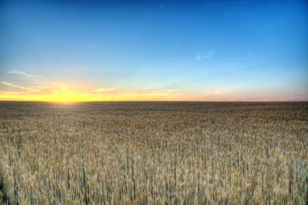 Golden wheat field at sunrise early in the morning with beautiful horizon and blue sky in background, harvesting time in summer, yellow wheat ears and spikes on long stem at sunlight. Ukraine.の写真素材