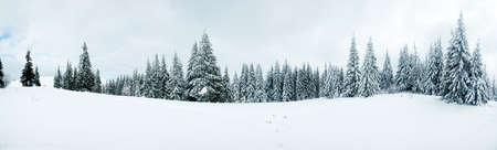 Carpathian mountains, Ukraine. Trees covered with hoarfrost and snow in winter mountains - Christmas snowy backgroundの写真素材