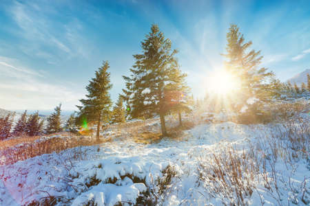 Winter sunset landscape, beautiful cold evening background. Awesome winter forest view. Sun rays light, blue snow. Perfect orange cloudy sky. Christmas nature scene. Frost. Winter road. Tall treesの写真素材