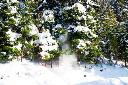 Winter wonderland background. Frosty sunny day in mountain spruce forest. Snowy trees and blue skyの写真素材