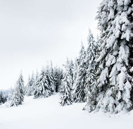 Carpathian mountains, Ukraine. Trees covered with hoarfrost and snow in winter mountains - Christmas snowy backgroundの写真素材