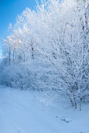 Winter atmospheric landscape with frost-covered dry plants during snowfall. Winter Christmas backgroundの写真素材