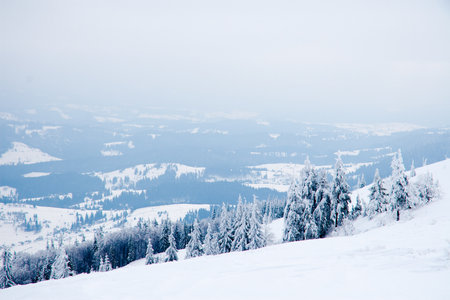 Carpathian mountains, Ukraine. Beautiful winter landscape. The forrest ist covered with snow.の写真素材