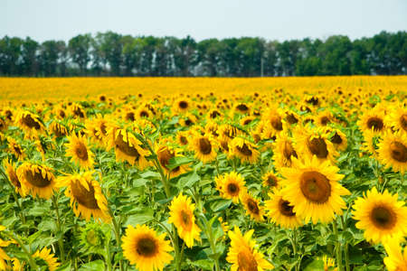 Kharkov, Ukraine. Sunflower fields with sunflower are blooming on the background of the sky on sunny days and hot weather. Sunflower is a popular field planted for vegetable oil production.の写真素材