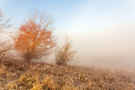 Carpathians, Ukraine.Frozen grass covered with white frost against the backdrop of a beautiful blue sky and fluffy white fogの写真素材