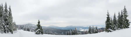 Carpathian mountains, Ukraine. Trees covered with hoarfrost and snow in winter mountains - Christmas snowy backgroundの写真素材