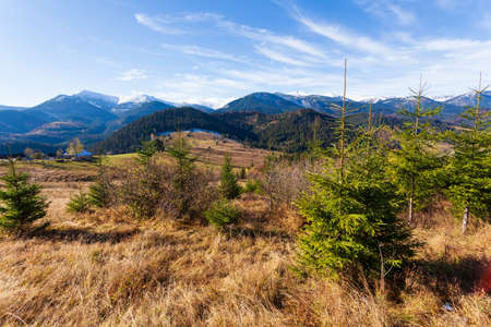 Wonderful beautiful landscape with mountains forest and meadow with trees in Carpathian mountains, Ukraine.の写真素材