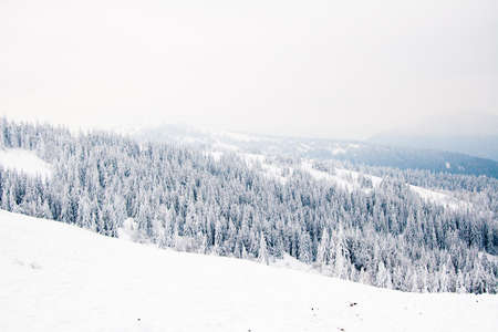 Carpathian mountains, Ukraine. Beautiful winter landscape. The forrest ist covered with snow.の写真素材