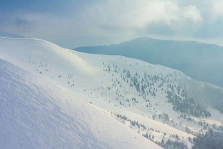 Frozen snow-covered fir forest after snowfall and gray sky in haze at winter day. Carpathian Mountains, Ukraineの写真素材